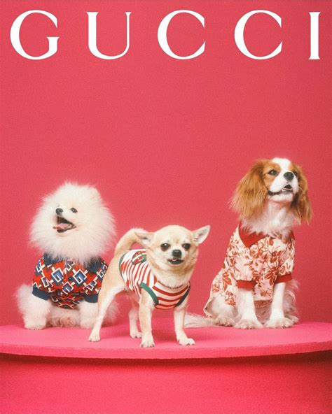 gucci hundegeschirr|gucci pet collection.